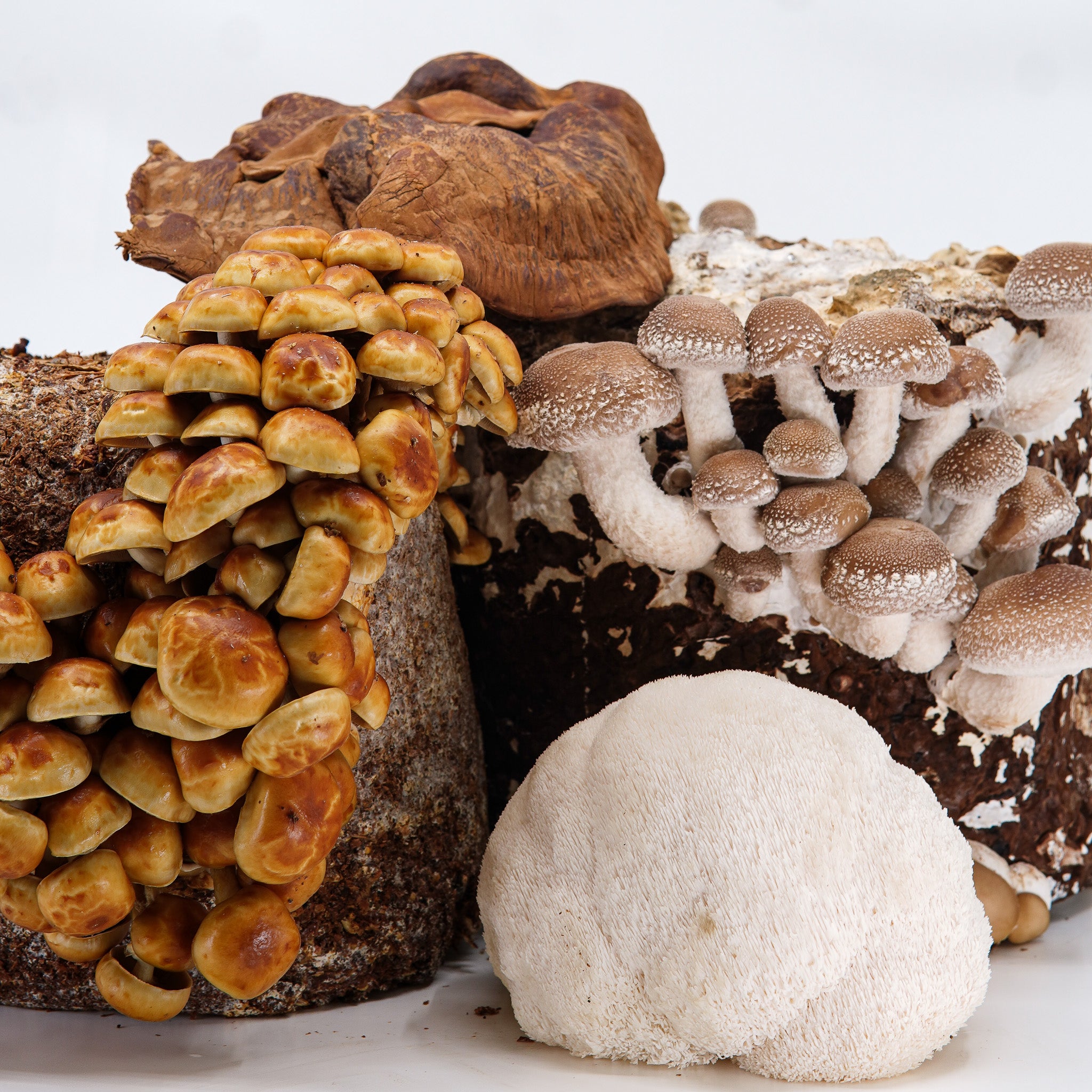 Workshop kweken van exotische paddenstoelen