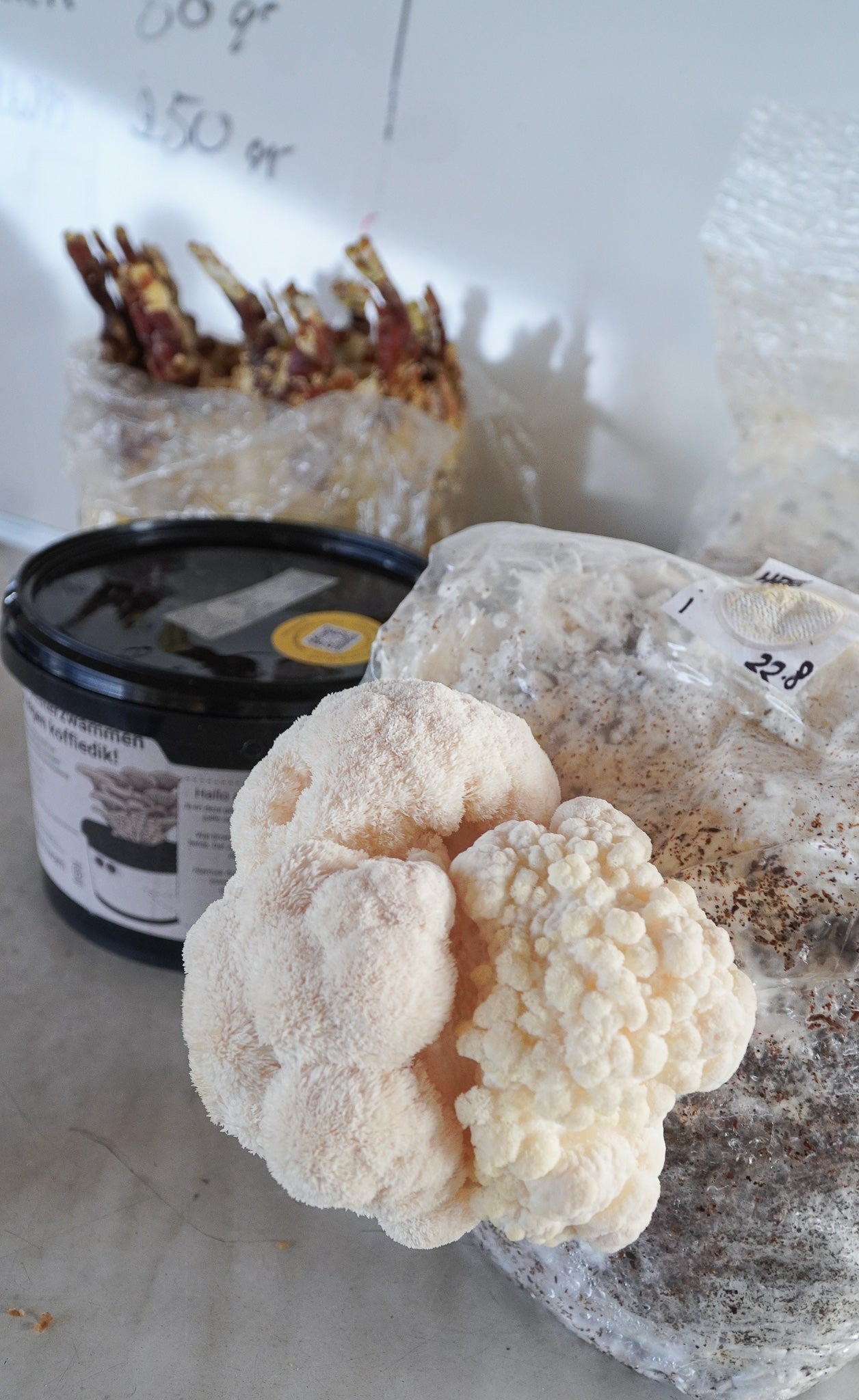 Workshop Oesterzwammen kweken