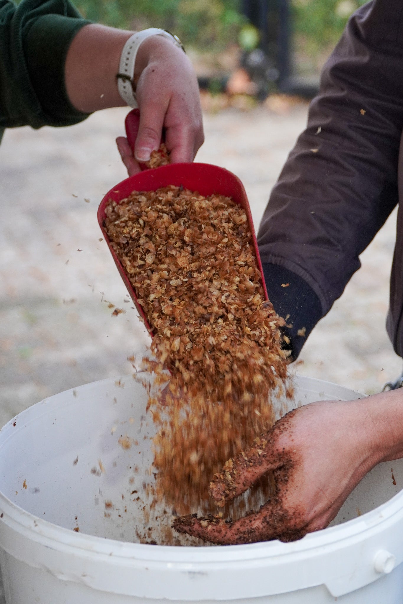 Workshop Oesterzwammen kweken
