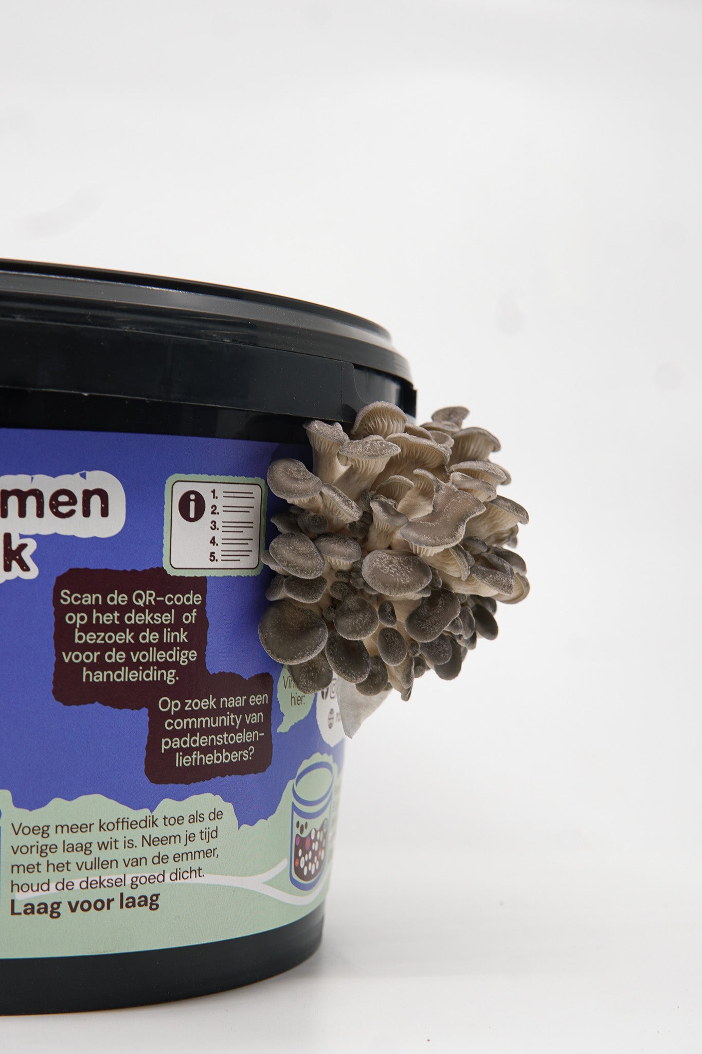 Mushroom grow kit oyster mushrooms