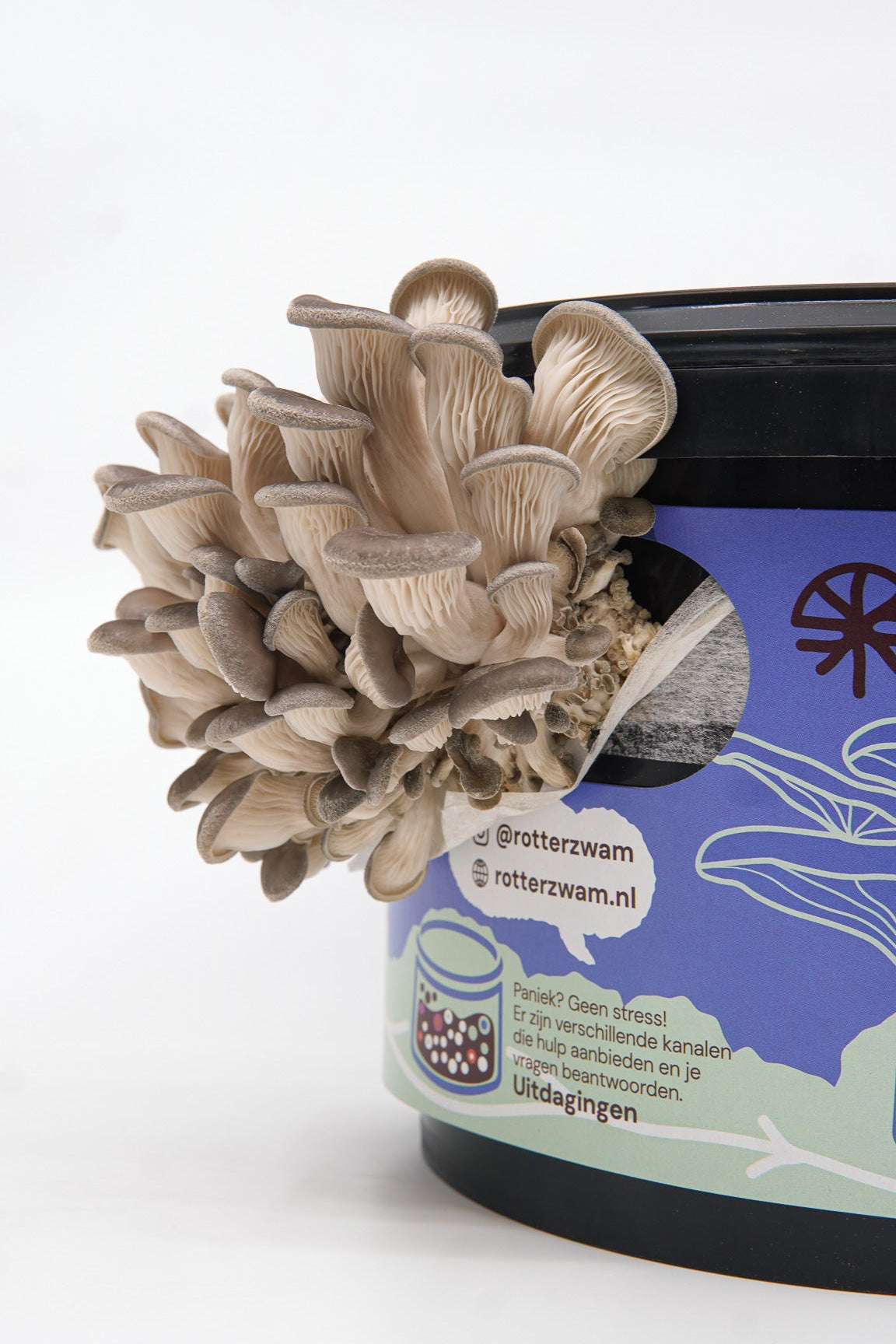 Mushroom grow kit oyster mushrooms