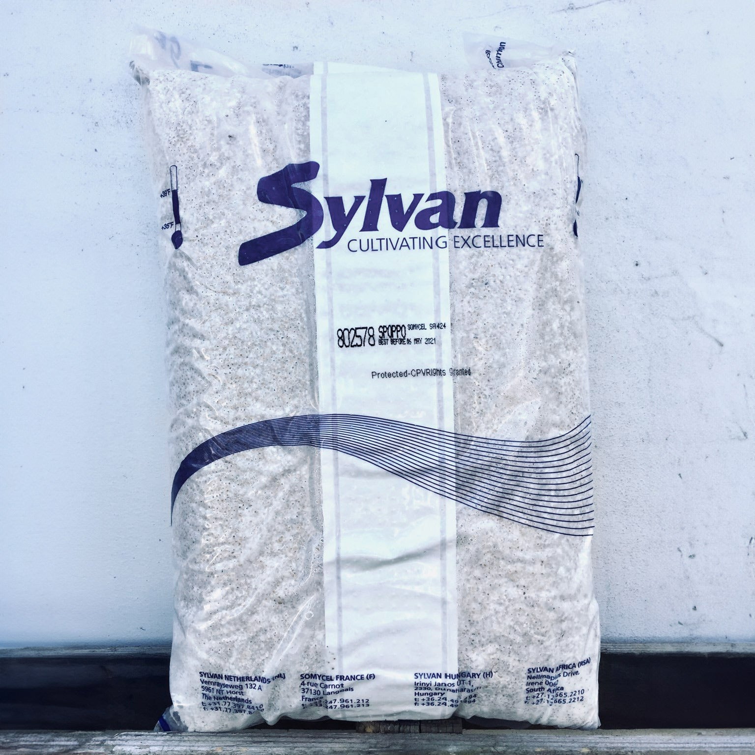 Oyster mushroom spawn