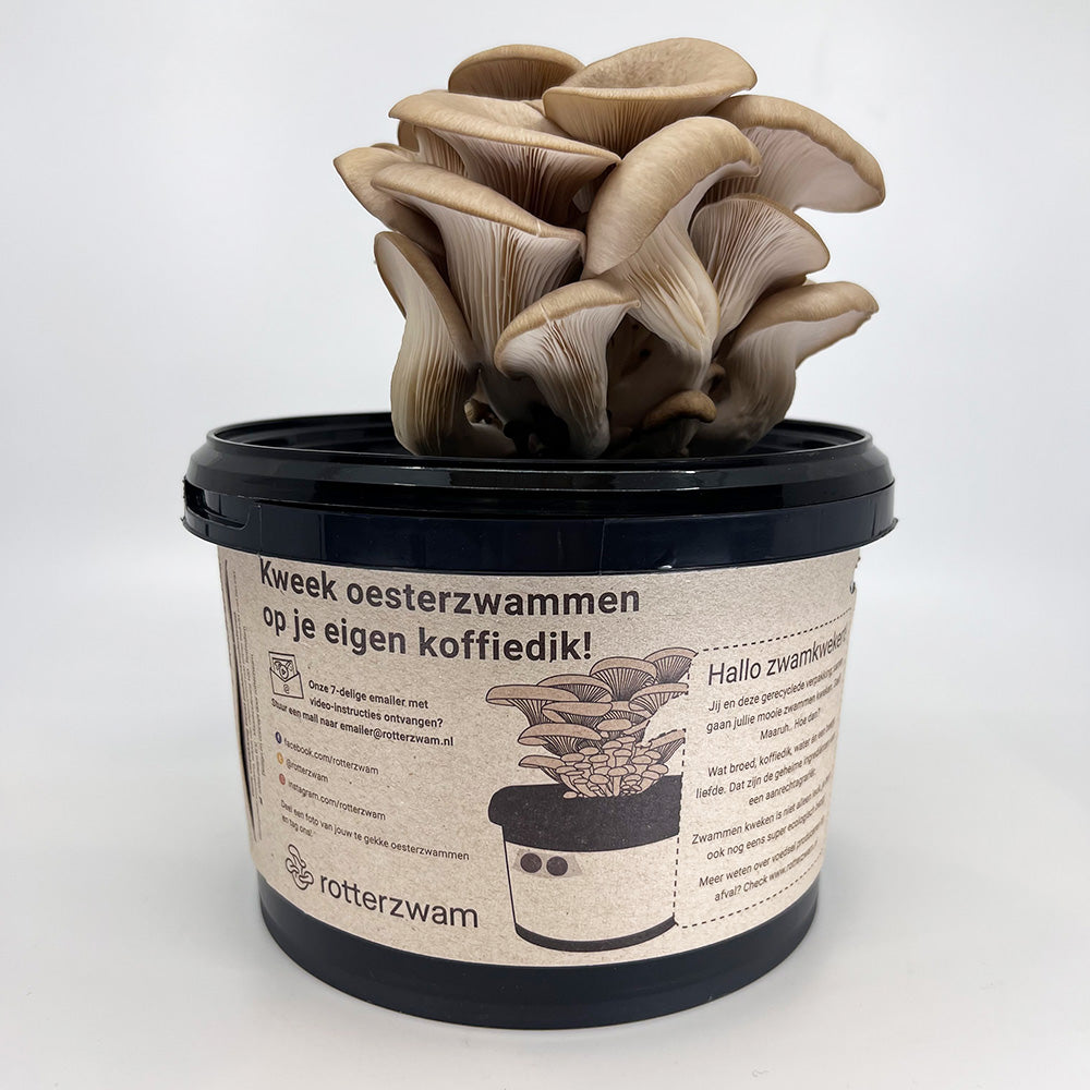 Paddenstoelen growkit oesterzwammen