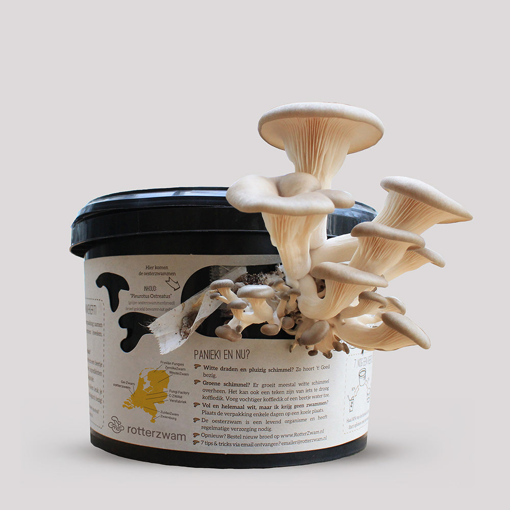 Mushroom grow kit oyster mushrooms