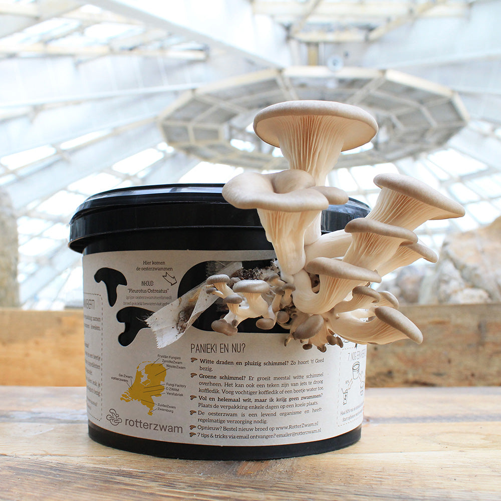 Mushroom grow kit oyster mushrooms