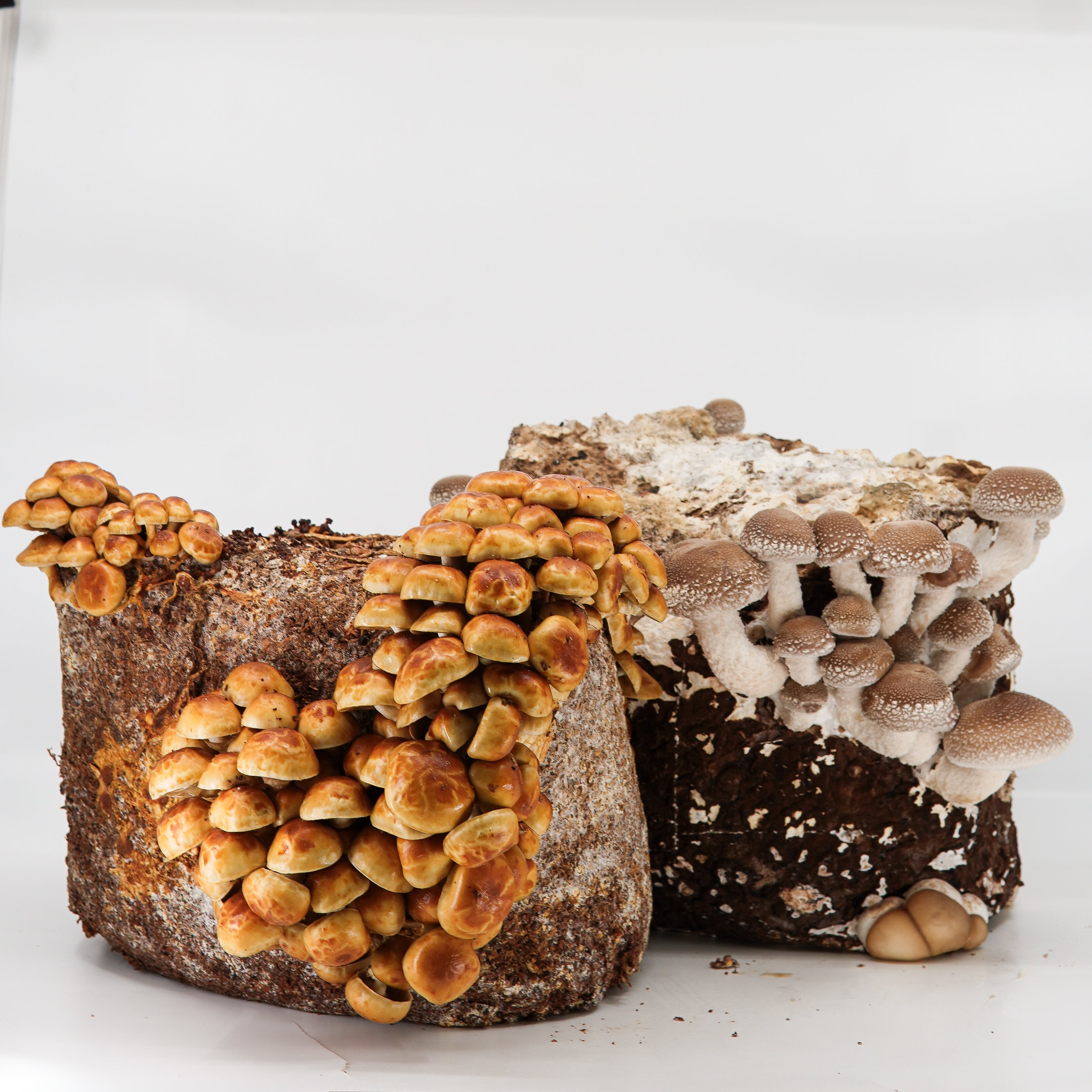 Workshop kweken van exotische paddenstoelen