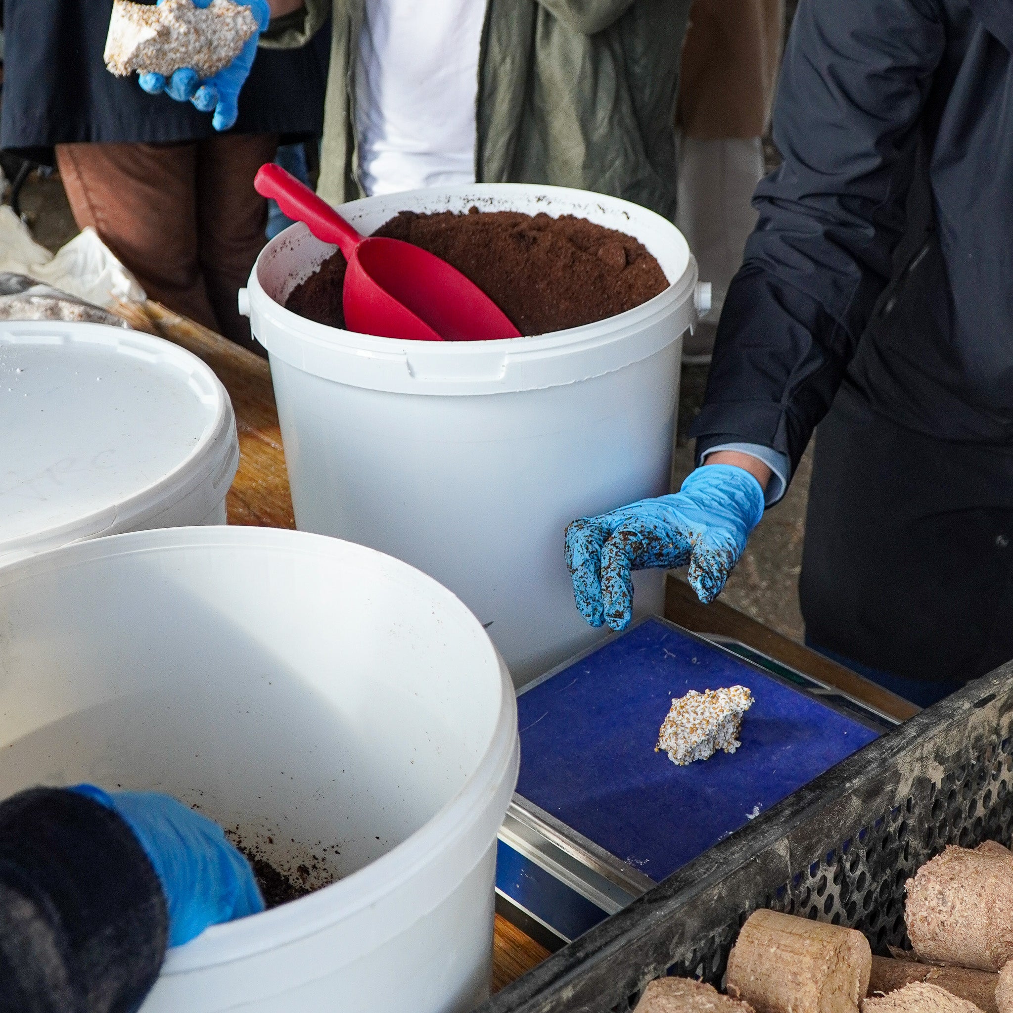 Oyster Mushroom Growing Workshop