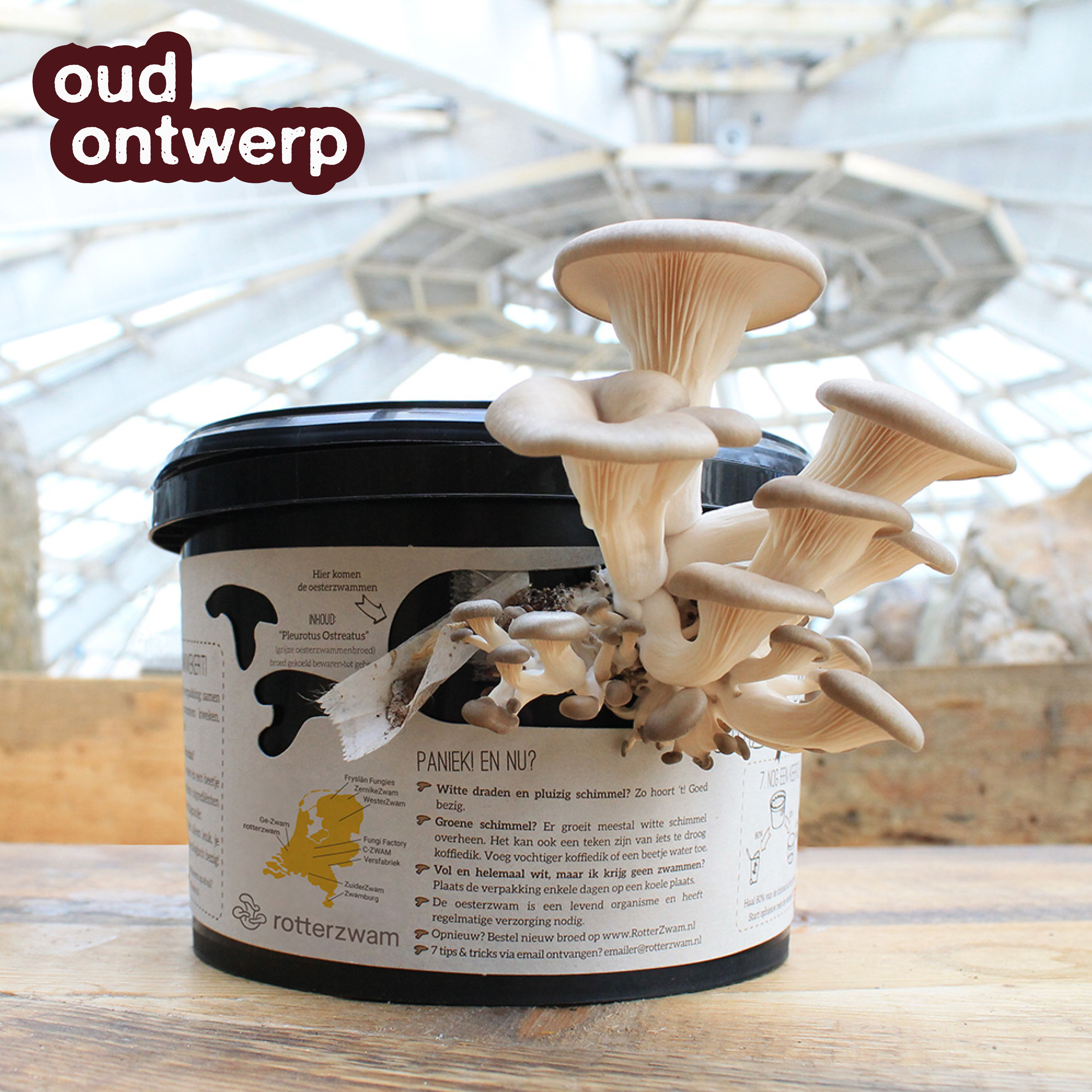 Paddenstoelen growkit oesterzwammen